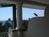 Bird on lanai_thumb.jpg 2.1K